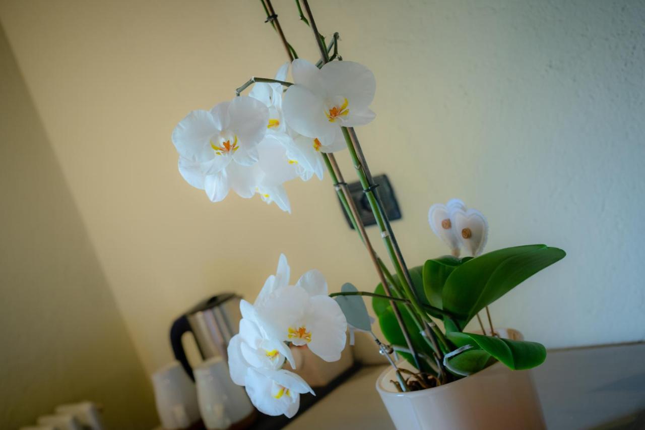 Villamour Boutique Hotel & Spa ลาซัลเล ภายนอก รูปภาพ